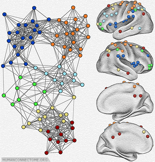 Parcellation Scheme for human left lateral parietal cortex